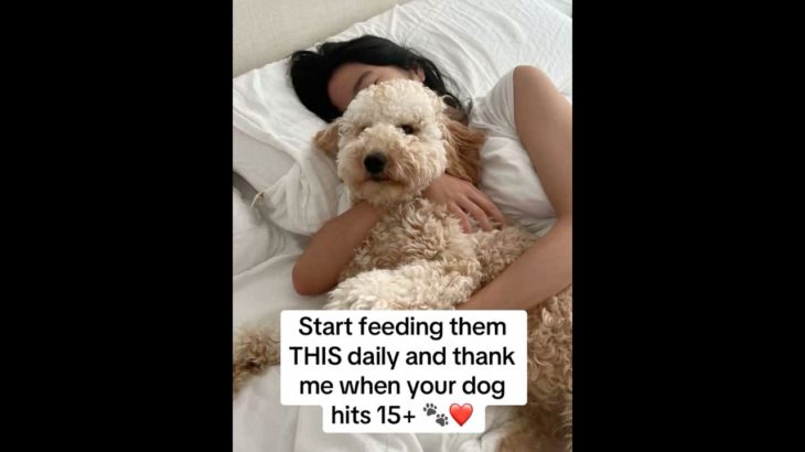 #ToxicFoodsForDogs #DogHealthTips #Dog #Pet #DogNutrition #DogFood #petshorts #vet