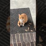 🐈Treat Time After Dinner! 🐈 #cat #cats #kitten #pet #pets #orangecat #cute #meow #shorts