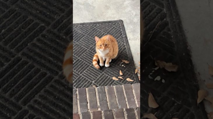 🐈Treat Time After Dinner! 🐈 #cat #cats #kitten #pet #pets #orangecat #cute #meow #shorts