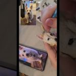 Turning My Zero Dog Into Clay Art ❤️ Emotional Pet Tribute #fosterdog #dogmom