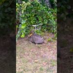 Turtle sleep time Hora de Dormir #turtle #pet #sleep  #time  #garden #florida #usa