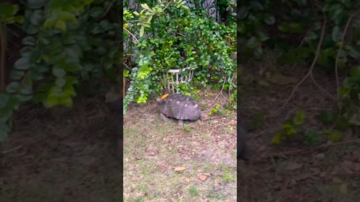 Turtle sleep time Hora de Dormir #turtle #pet #sleep  #time  #garden #florida #usa