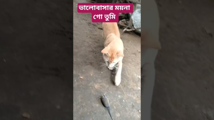 ValobasarMoynaGoTumiPlayCat❤️#Shorts#YtShort#TrendingShort#Pet