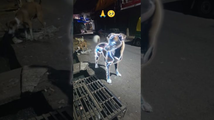 Watch How Dog Became Robert 🐶🐕 #dog #transformation #pet