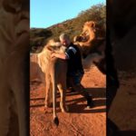 What If You Had a Pet Tiger? | Amazing Facts & Reality Check ! 😱 #shorts