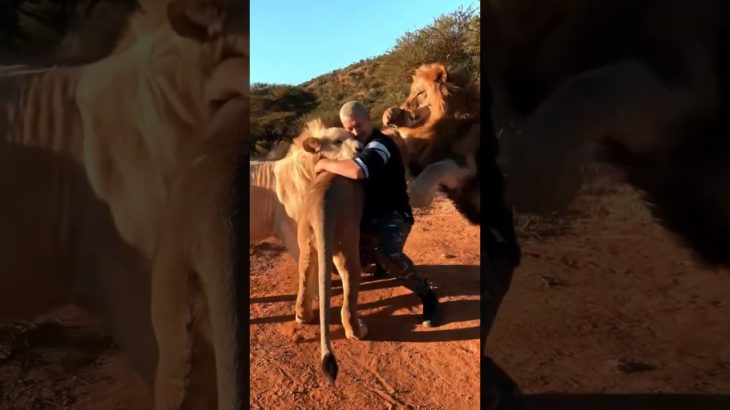 What If You Had a Pet Tiger? | Amazing Facts & Reality Check ! 😱 #shorts