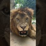 What If You Had a Pet Tiger😲#shorts #facts #tiger