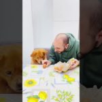 When dinner comes with intense eye contact.  #pet #funny #dog #foryou #asmr