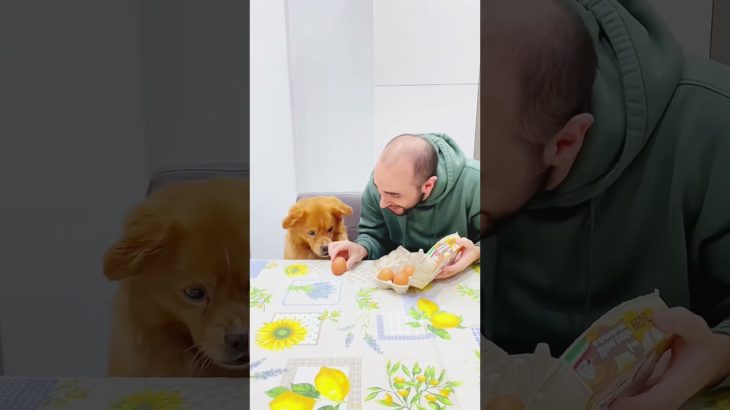 When dinner comes with intense eye contact.  #pet #funny #dog #foryou #asmr