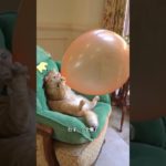 Where’s Ermizi? She’s a funny and cute pet #dothingsyoudontwanttodo #ihavethisthingwithplants