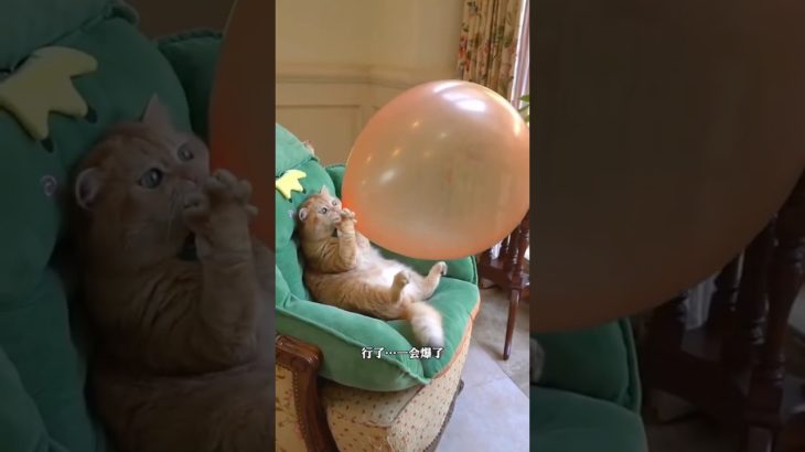 Where’s Ermizi? She’s a funny and cute pet #dothingsyoudontwanttodo #ihavethisthingwithplants