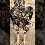 Which breed is this gays #youtubeshorts #viralvideo #aseelmurga #animals #birds #pet #chicken