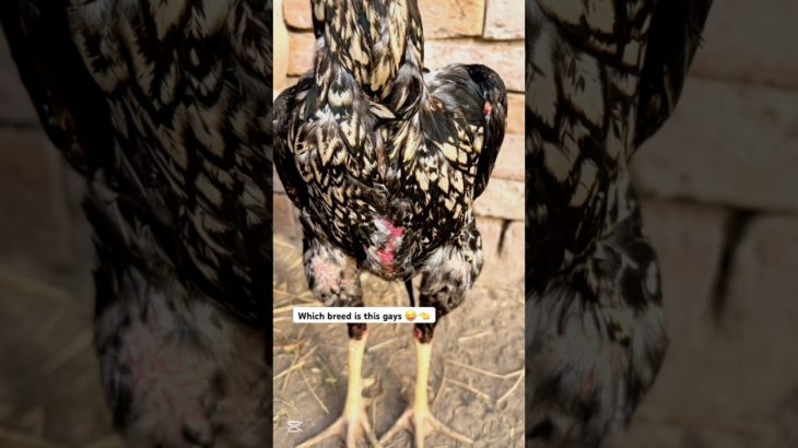 Which breed is this gays #youtubeshorts #viralvideo #aseelmurga #animals #birds #pet #chicken