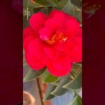 Winter Beauty Cmeliya Flowers || Home Gardening | #flowers #youtubeshorts #trendingshorts #shorts