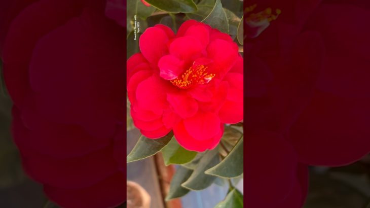 Winter Beauty Cmeliya Flowers || Home Gardening | #flowers #youtubeshorts #trendingshorts #shorts