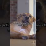 Your Dog’s SIGH Is Calculated MANIPULATION! 🐶 #shorts #dog #dogs #pet #pets