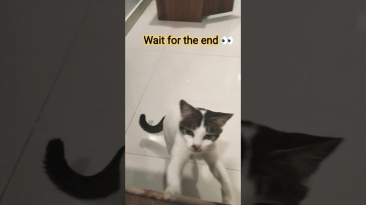 a shanti sirf trailer hai 🤪😂#funnycatvideo #funny #viralvideo #cat #pet#petlove #catwatch #ytshorts