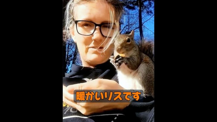 リスはペットとして飼えますか？ #animals #動物プロダクション #自然