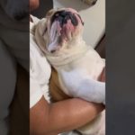 ホルモン🦴爆睡🐖#癒し #animals #dog #眠る #family #動物 #ペット #cute #家族#sleep#LOVE#pets#おすすめ#おもしろ#笑#かわいい#犬#甘えん坊