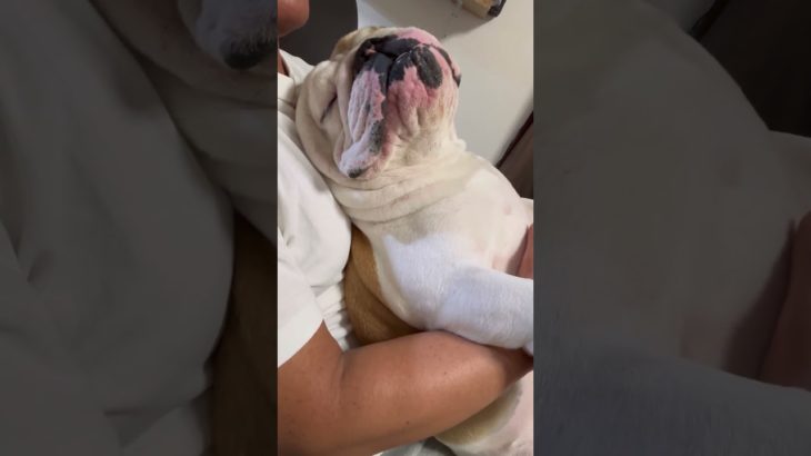 ホルモン🦴爆睡🐖#癒し #animals #dog #眠る #family #動物 #ペット #cute #家族#sleep#LOVE#pets#おすすめ#おもしろ#笑#かわいい#犬#甘えん坊