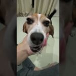 皆様!おはようございます！#ビーグル #ビーグル犬栗 #beagle #beagles #pet #ペット #大阪 #萌 #かわいい#犬 #dog #たのしい#比格 #比格犬板栗　#比格大魔王