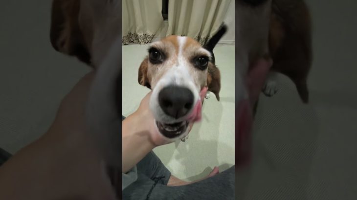 皆様!おはようございます！#ビーグル #ビーグル犬栗 #beagle #beagles #pet #ペット #大阪 #萌 #かわいい#犬 #dog #たのしい#比格 #比格犬板栗　#比格大魔王