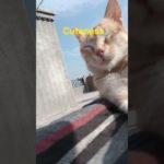 boom scared me! #@skvema3888-t8k #cat#funny #funnyvideos  #catlovers #cats #automobile