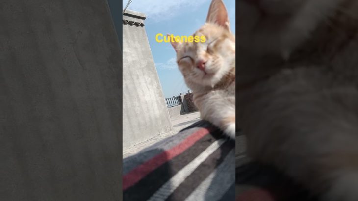 boom scared me! #@skvema3888-t8k #cat#funny #funnyvideos  #catlovers #cats #automobile