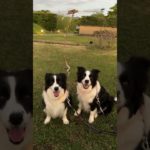 ボーダーコリー　ハリー社長　秘書リンジー夜の公園で写真撮影#犬#bordercollie#犬と暮らす