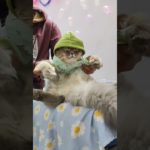 cat dance 😻#cat #catlovers #animal #pet #petlover #norafatehi #dilbarkiaankhonka #viral #trending