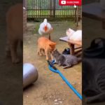 cat funny video🐾😻🥰#cat #yt #shorts
