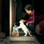 cat sedBoom,Scared me! #exlittlebeans #funny_cats #cat #funny_videos