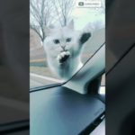 cat 🐾😻 very angry mood 👿#cat #kitten #ペット #shorts