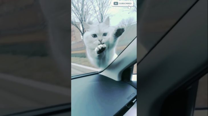 cat 🐾😻 very angry mood 👿#cat #kitten #ペット #shorts