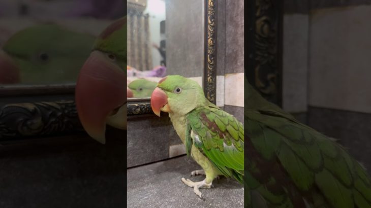 🦜#cockatiel#birds#parrot#cute#funny#mabibirdcare#cutbirds#pet#talkingparot#funny#cuteparrot