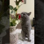 #comedy #funny #cat #viral #catvideos #youtubeshorts #reels #cute #pets #petlover #pet #kitten