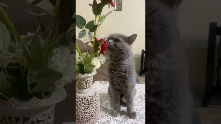 #comedy #funny #cat #viral #catvideos #youtubeshorts #reels #cute #pets #petlover #pet #kitten