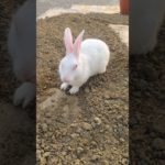 cute pet video….#shorts #pets #rabbit #yt