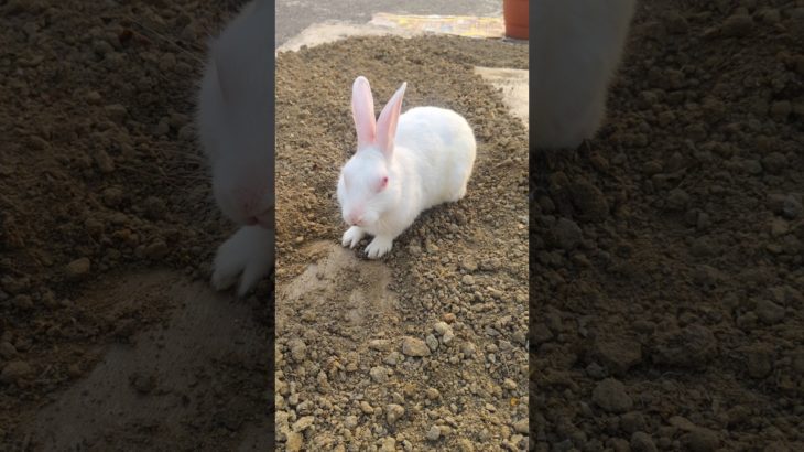 cute pet video….#shorts #pets #rabbit #yt