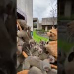 ＃cutepets #萌宠  #귀여운 애완동물 #かわいいペット