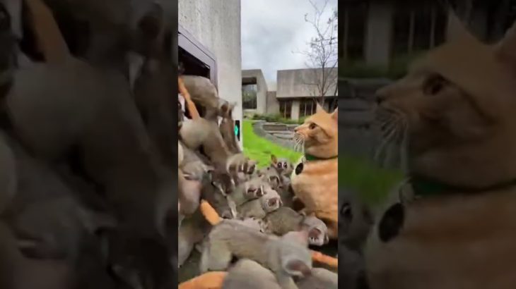 ＃cutepets #萌宠  #귀여운 애완동물 #かわいいペット