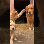 ＃cutepets #萌宠  #귀여운 애완동물 #かわいいペット