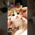 कितनी प्यारी बिल्ली है 😍🐱!cutes kitty #cat #pet #viralshorts #cute #viral #love #funnypets #kitten