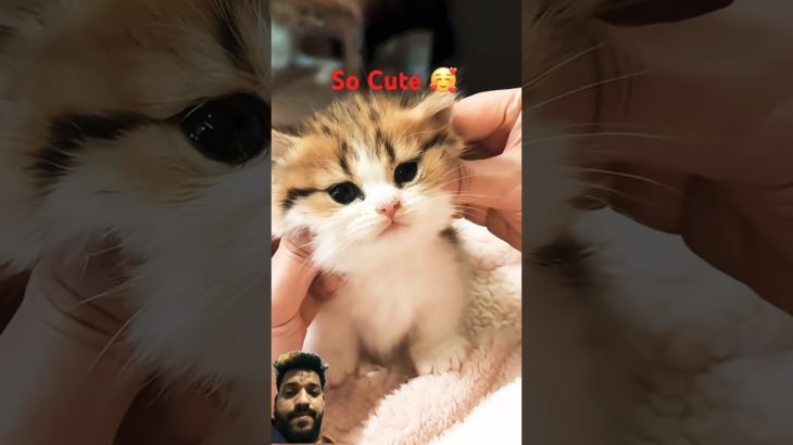 कितनी प्यारी बिल्ली है 😍🐱!cutes kitty #cat #pet #viralshorts #cute #viral #love #funnypets #kitten