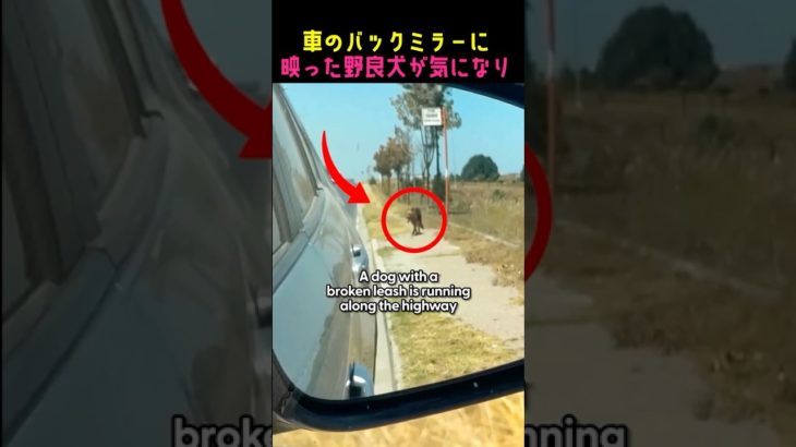 一瞬の気が母犬と子犬を救う！#動物保護 #dog #ペット