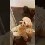 ママごはんまだー？早くごはんが食べたいチョコ🐶とミルク🐶 #犬好き#ペキニーズ#トイプードル#犬のいる暮らし#多頭飼い#ペット#dog