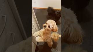 ママごはんまだー？早くごはんが食べたいチョコ🐶とミルク🐶 #犬好き#ペキニーズ#トイプードル#犬のいる暮らし#多頭飼い#ペット#dog