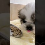 【シーズー】可愛いシーズーちゃんがご飯を食べる癒し動画#dog#ペットショップ#埼玉県#ワカバウォーク