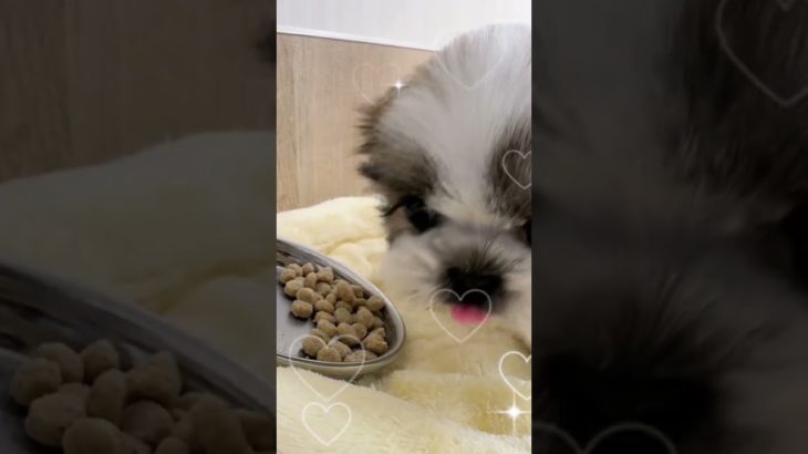 【シーズー】可愛いシーズーちゃんがご飯を食べる癒し動画#dog#ペットショップ#埼玉県#ワカバウォーク