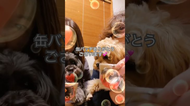 お礼動画🩷ミッキーママさん、パパさん、缶バッジありがとうございました😊💕 #犬好き#ペキニーズ#トイプードル#犬のいる暮らし#多頭飼い#ペット#dog